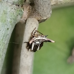 Micrathena triangularispinosa
