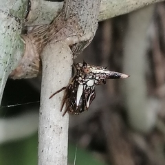 Micrathena triangularispinosa