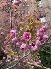 Prunus serrulata