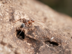Formica xerophila
