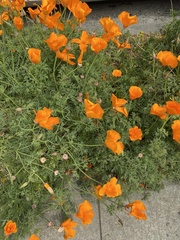 Eschscholzia californica