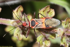 Hediocoris