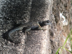 Sceloporus aureolus