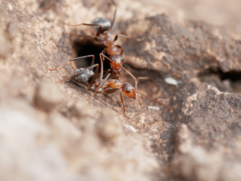 Formica xerophila