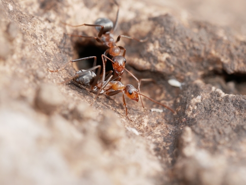 Formica xerophilaFormica xerophila