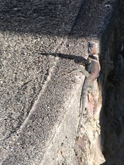 Sceloporus aureolus