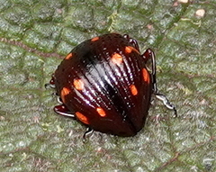 Grammodesma