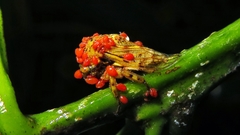 Metcalfiella