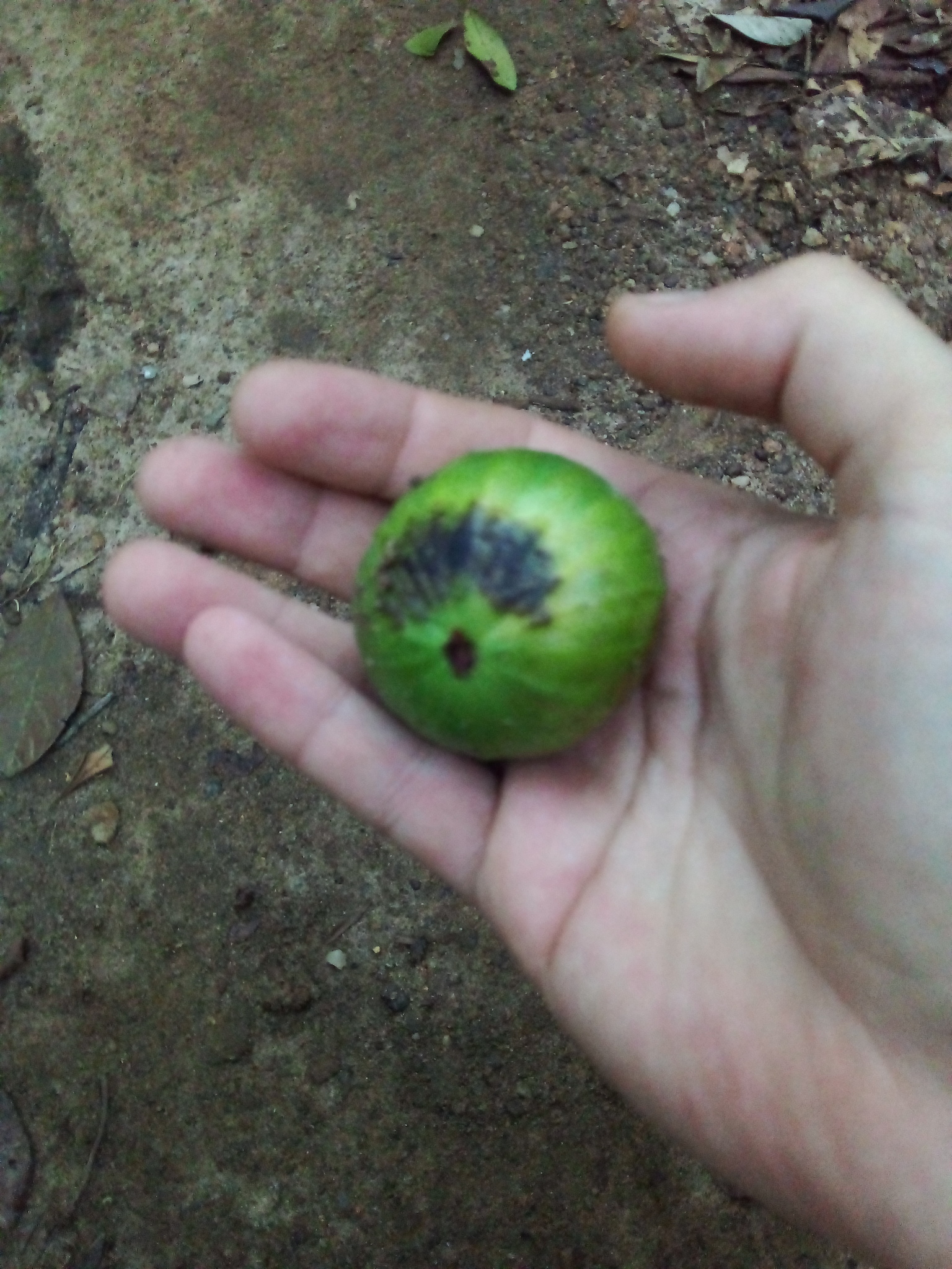 Imagem de Cambucá