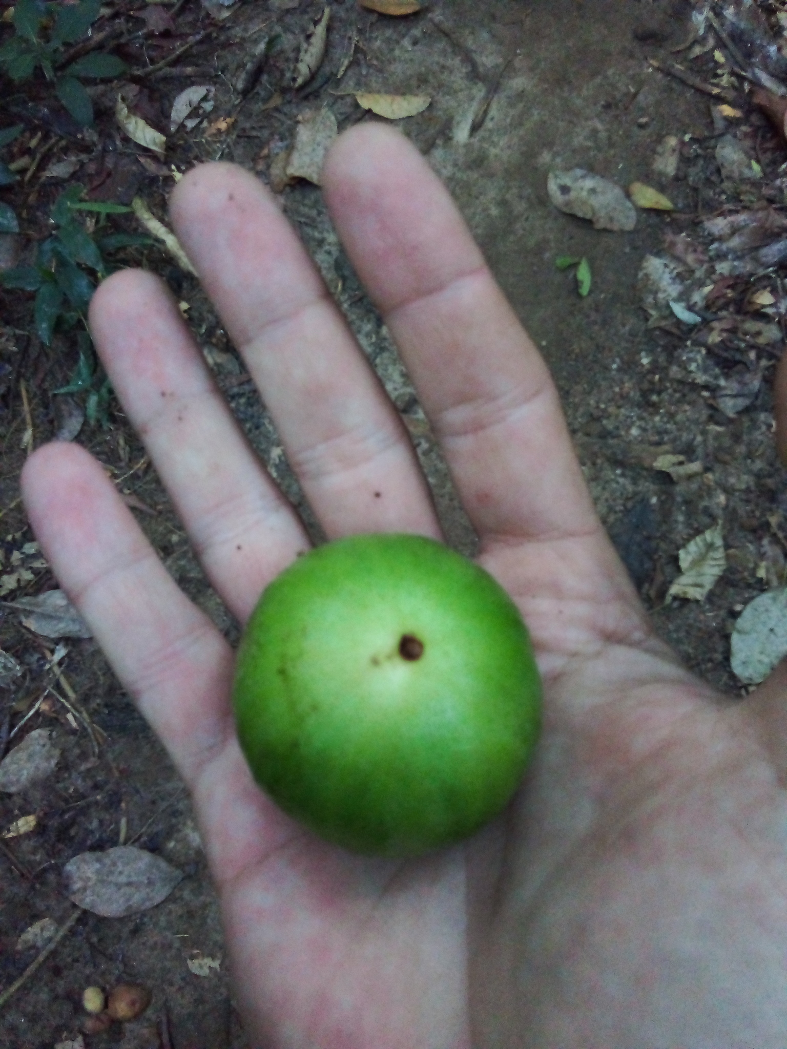Imagem de Cambucá