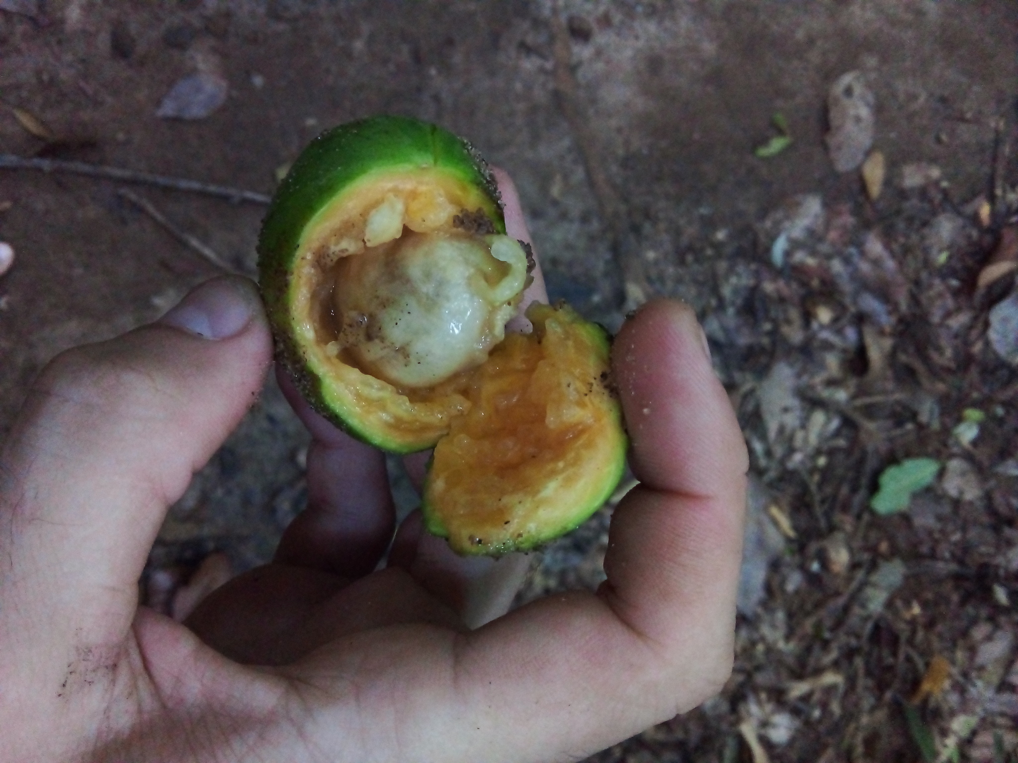Imagem de Cambucá