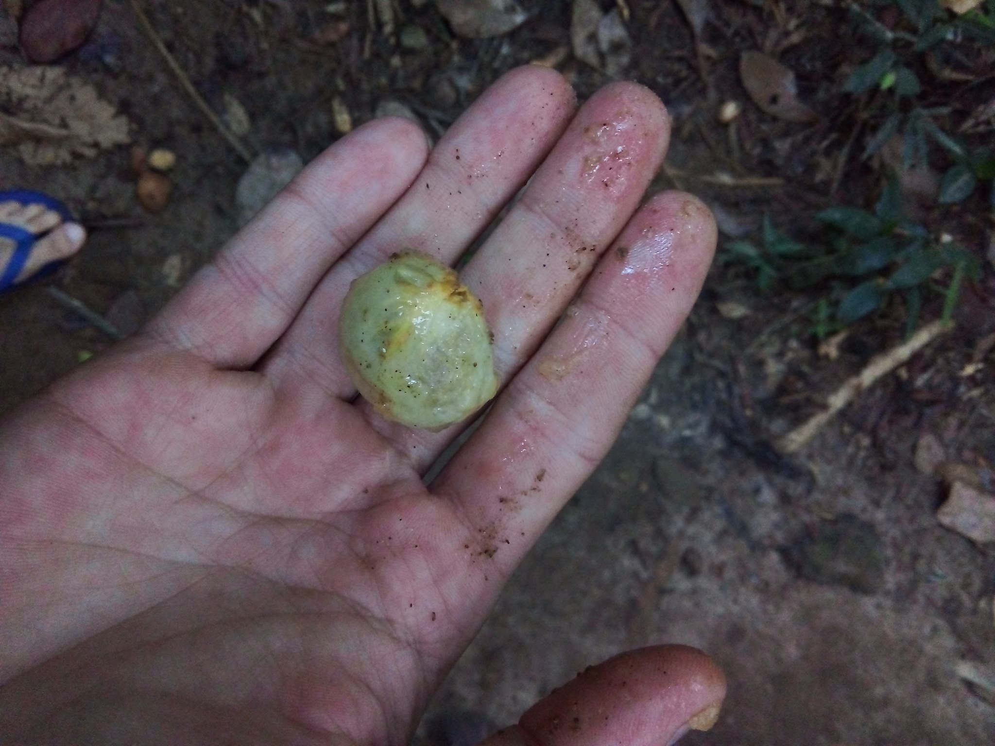 Imagem de Cambucá