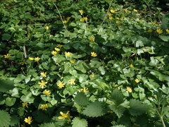 Ficaria verna bulbilifera