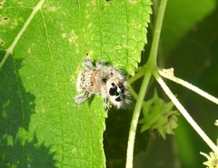 Phidippus maddisoni
