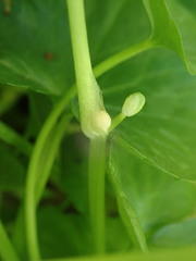 Ficaria verna bulbilifera