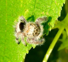 Phidippus maddisoni