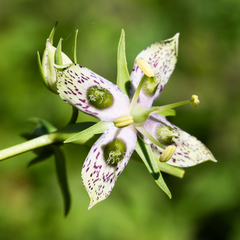 Frasera caroliniensis