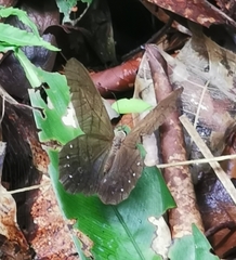 Pierella lamia chalybaea