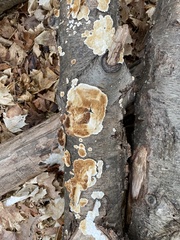 Peniophora albobadia