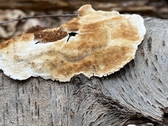 Peniophora albobadia