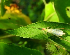 Oecanthus varicornis