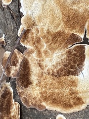 Peniophora albobadia