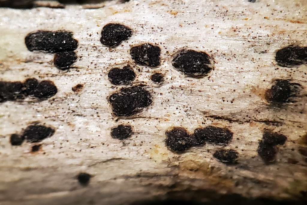 Arthothelium norvegicum