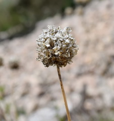 Allium nathaliae