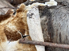 Peniophora albobadia