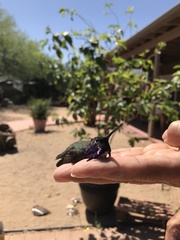 Calypte costae