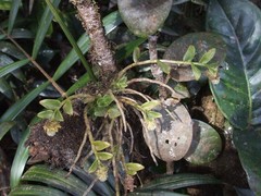 Appendicula congesta