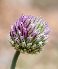 Allium nathaliae