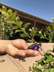 Calypte costae