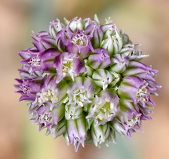 Allium nathaliae