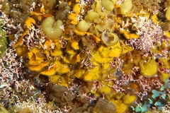 Lobophora variegata