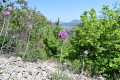Allium nathaliae