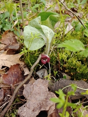 Asarum canadense reflexum
