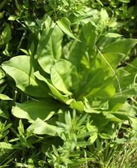 Frasera caroliniensis