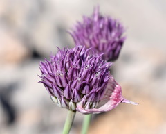 Allium nathaliae