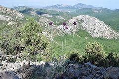 Allium nathaliae