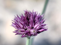 Allium nathaliae
