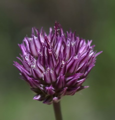 Allium nathaliae