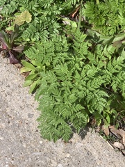 Anthriscus cerefolium