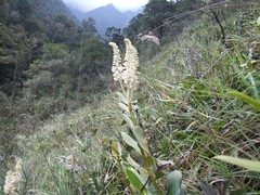 Mycaranthes magnicallosa