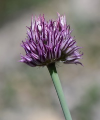 Allium nathaliae