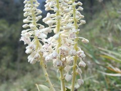 Mycaranthes magnicallosa