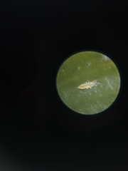 Arthropoda