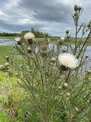 Cirsium nuttallii