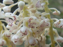 Mycaranthes magnicallosa