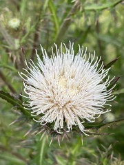 Cirsium nuttallii